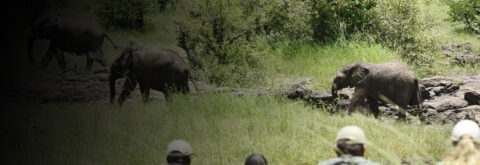 African Safari Wildlife Conservation